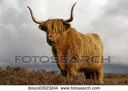"Galloway cattle, Scotland, United Kingdom, Europe" View Large Photo Image Picture - "Galloway cattle, Scotland, United Kingdom, Europe". Fotosearch