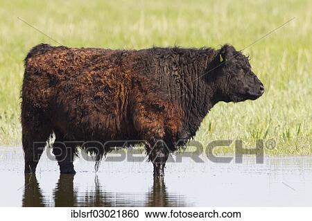 "Galloway cattle, standing in water, Fehmarn, Wallnau, Schleswig-Holstein, Germany, Europe" View Large Photo Image Stock Image - "Galloway cattle, standing in water, Fehmarn, Wallnau, Schleswig-Holstein, Germany, Europe". Fotosearch