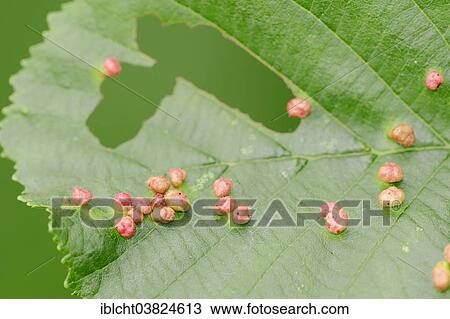 "Galls, Alder Beadgall Mite (Phytoptus laevis), North Rhine-Westphalia, Germany, Europe" View Large Photo Image Stock Image - "Galls, Alder Beadgall Mite (Phytoptus laevis), North Rhine-Westphalia, Germany, Europe". Fotosearch