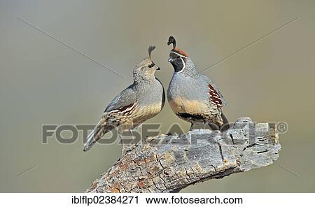"Gambel's Quail (Callipepla gambelii), adult pair, standing on stump in desert, Arizona, United States, North America" View Large Photo Image Stock Image - "Gambel's Quail (Callipepla gambelii), adult pair, standing on stump in desert, Arizona, United States, North America". Fotosearch