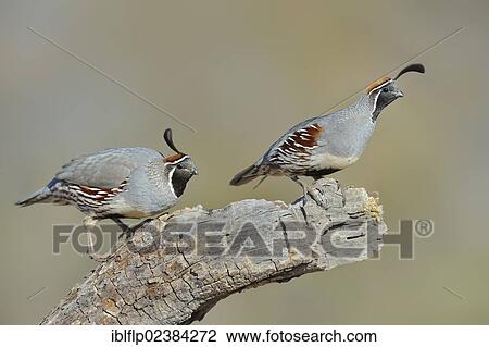 "Gambel's Quail (Callipepla gambelii), two adult males, standing on stump in desert, Arizona, United States, North America" View Large Photo Image Stock Image - "Gambel's Quail (Callipepla gambelii), two adult males, standing on stump in desert, Arizona, United States, North America". Fotosearch
