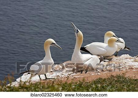Stock Image - "Gannets (Morus bassanus, Sula bassana) breeding area, bird cliffs of Heligoland, Schleswig-Holstein, Germany, Europe". Fotosearch