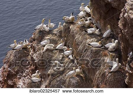 Stock Photo - "Gannets (Morus bassanus, Sula bassana) breeding area, bird cliffs of Heligoland, Schleswig-Holstein, Germany, Europe". Fotosearch