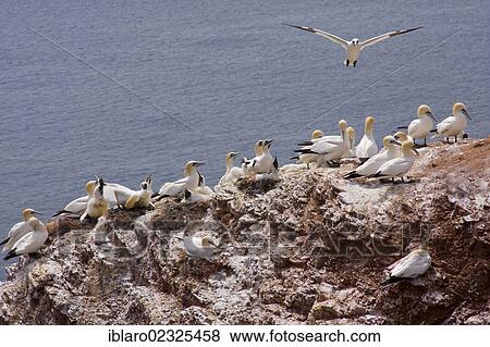 "Gannets (Morus bassanus, Sula bassana) breeding area, bird cliffs of Heligoland, Schleswig-Holstein, Germany, Europe" View Large Photo Image Stock Photo - "Gannets (Morus bassanus, Sula bassana) breeding area, bird cliffs of Heligoland, Schleswig-Holstein, Germany, Europe". Fotosearch