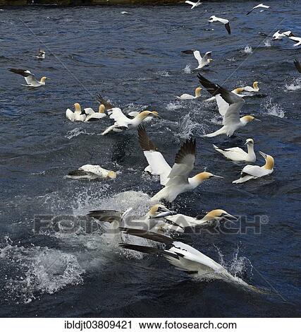 "Gannets (Sula bassana) feeding on shoal of Mackerel in June, off the Isle of Noss, Shetland Islands, Scotland, United Kingdom, Europe" View Large Photo Image Stock Image - "Gannets (Sula bassana) feeding on shoal of Mackerel in June, off the Isle of Noss, Shetland Islands, Scotland, United Kingdom, Europe". Fotosearch