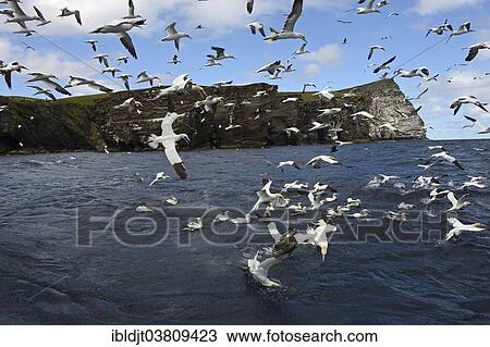 "Gannets (Sula bassana) feeding on shoal of Mackerel in June, off the Isle of Noss, Shetland Islands, Scotland, United Kingdom, Europe" View Large Photo Image Stock Image - "Gannets (Sula bassana) feeding on shoal of Mackerel in June, off the Isle of Noss, Shetland Islands, Scotland, United Kingdom, Europe". Fotosearch