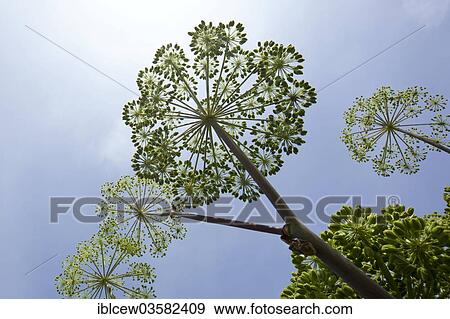 "Garden Angelica, Holy Ghost or Wild Celery (Angelica archangelica), medicinal plant, Schleswig-Holstein, Germany, Europe" View Large Photo Image Stock Photo - "Garden Angelica, Holy Ghost or Wild Celery (Angelica archangelica), medicinal plant, Schleswig-Holstein, Germany, Europe". Fotosearch