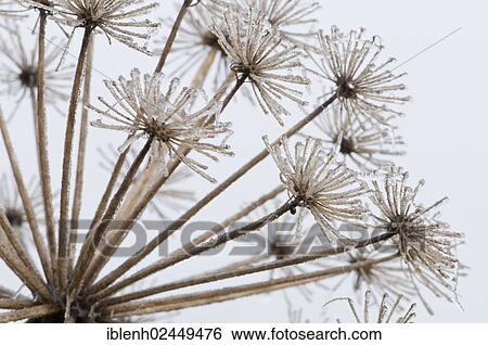 "Garden Angelica, Holy Ghost or Wild Celery (Angelica archangelica), Haren, Emsland, Lower Saxony, Germany, Europe" View Large Photo Image Stock Photograph - "Garden Angelica, Holy Ghost or Wild Celery (Angelica archangelica), Haren, Emsland, Lower Saxony, Germany, Europe". Fotosearch