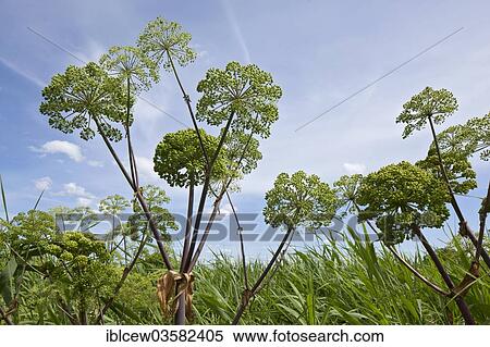 Stock Photography - "Garden Angelica, Holy Ghost or Wild Celery (Angelica archangelica), medicinal plant, Schleswig-Holstein, Germany, Europe". Fotosearch