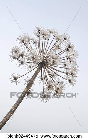 Stock Photography - "Garden Angelica, Holy Ghost or Wild Celery (Angelica archangelica), Haren, Emsland, Lower Saxony, Germany, Europe". Fotosearch