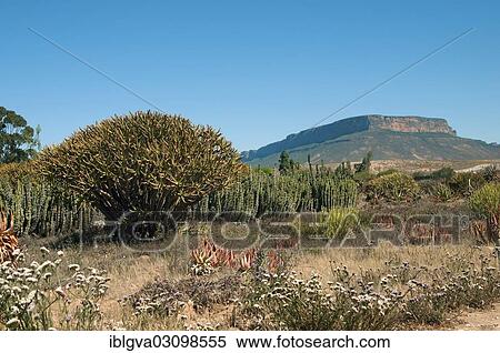 "Garden area of? Çï? Çïthe world's largest succulent nursery " Kokerboom", Vanrhynsdorp, Western Cape, South Africa, Africa" View Large Photo Image Stock Photography - "Garden area of? Çï? Çïthe world's largest succulent nursery " Kokerboom", Vanrhynsdorp, Western Cape, South Africa, Africa". Fotosearch
