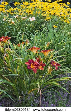 "Garden border with Thyme (Thymus), purple red Daylilies (Hemerocallis) and yellow Coneflowers (Rudbeckia) in summer, Quebec, Canada, North America" View Large Photo Image Picture - "Garden border with Thyme (Thymus), purple red Daylilies (Hemerocallis) and yellow Coneflowers (Rudbeckia) in summer, Quebec, Canada, North America". Fotosearch