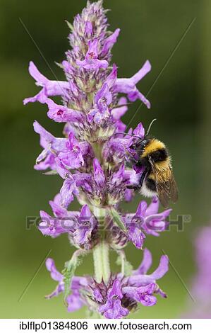 "Garden Bumblebee (Bombus hortorum) feeding on Purple Betony (Stachys officinalis), Cumbria, England, Europe" View Large Photo Image Stock Photograph - "Garden Bumblebee (Bombus hortorum) feeding on Purple Betony (Stachys officinalis), Cumbria, England, Europe". Fotosearch