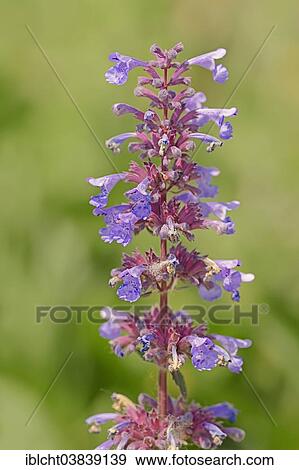 "Garden Catmint, Six Hills Giant variety (Nepeta x faassenii """"Six Hills Giant""""), Germany, Europe" View Large Photo Image Stock Photo - "Garden Catmint, Six Hills Giant variety (Nepeta x faassenii """"Six Hills Giant""""), Germany, Europe". Fotosearch
