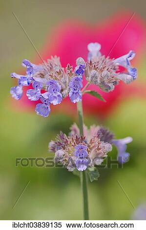 Stock Photography - "Garden Catmint, Six Hills Giant variety (Nepeta x faassenii """"Six Hills Giant""""), Germany, Europe". Fotosearch