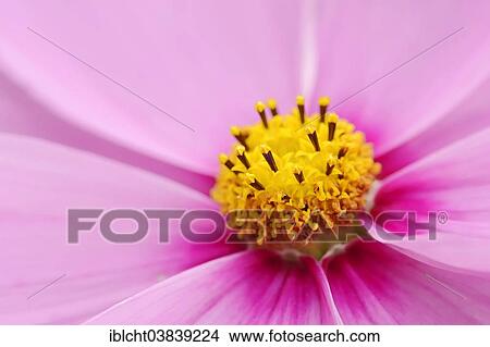 "Garden Cosmos (Cosmos bipinnatus, Cosmea bipinnata), detailed view of a blossom, Germany, Europe" View Large Photo Image Picture - "Garden Cosmos (Cosmos bipinnatus, Cosmea bipinnata), detailed view of a blossom, Germany, Europe". Fotosearch