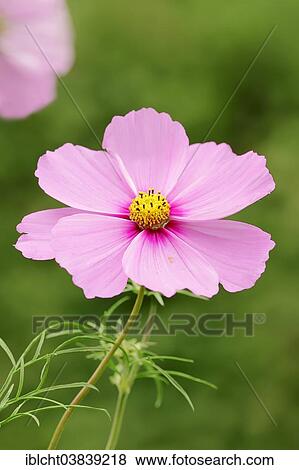 "Garden Cosmos (Cosmos bipinnatus, Cosmea bipinnata), blossom, Germany, Europe" View Large Photo Image Stock Photo - "Garden Cosmos (Cosmos bipinnatus, Cosmea bipinnata), blossom, Germany, Europe". Fotosearch