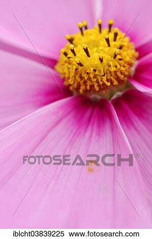 "Garden Cosmos (Cosmos bipinnatus, Cosmea bipinnata), detailed view of a blossom, Germany, Europe" View Large Photo Image Stock Photography - "Garden Cosmos (Cosmos bipinnatus, Cosmea bipinnata), detailed view of a blossom, Germany, Europe". Fotosearch
