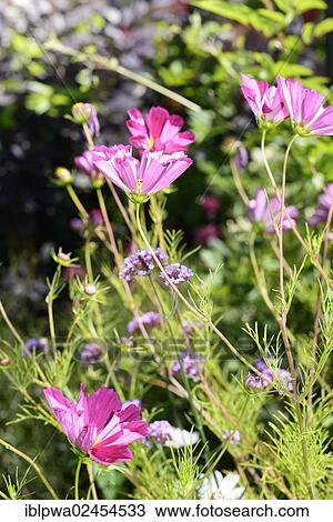 Garden Cosmos or Mexican Aster (Cosmos bipinnatus) View Large Photo Image Stock Image - Garden Cosmos or Mexican Aster (Cosmos bipinnatus). Fotosearch