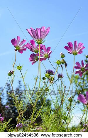 Garden Cosmos or Mexican Aster (Cosmos bipinnatus) View Large Photo Image Stock Photograph - Garden Cosmos or Mexican Aster (Cosmos bipinnatus). Fotosearch