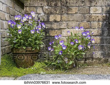 "Garden detail in the Lost Gardens of Heligan, Cornwall, England, United Kingdom, Europe" View Large Photo Image Stock Image - "Garden detail in the Lost Gardens of Heligan, Cornwall, England, United Kingdom, Europe". Fotosearch
