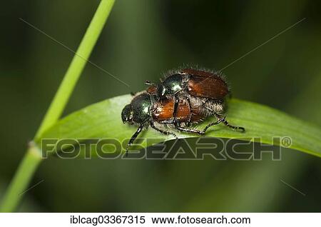 Stock Photography - "Garden Foliage Beetles (Phyllopertha horticola) in copula, Monchbruch Nature Reserve, Morfelden, Hesse, Germany, Europe". Fotosearch