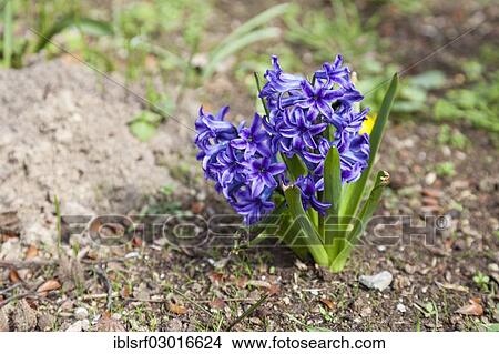 "Garden Hyacinth or Dutch Hyacinth (Hyacinthus orientalis), Kassel, Kassel, Hesse, Germany, Europe" View Large Photo Image Picture - "Garden Hyacinth or Dutch Hyacinth (Hyacinthus orientalis), Kassel, Kassel, Hesse, Germany, Europe". Fotosearch