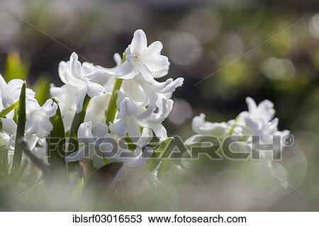 "Garden Hyacinth or Dutch Hyacinth (Hyacinthus orientalis), Kassel, Kassel, Hesse, Germany, Europe" View Large Photo Image Stock Image - "Garden Hyacinth or Dutch Hyacinth (Hyacinthus orientalis), Kassel, Kassel, Hesse, Germany, Europe". Fotosearch