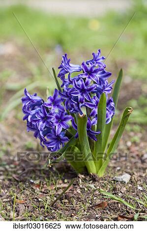 "Garden Hyacinth or Dutch Hyacinth (Hyacinthus orientalis), Kassel, Kassel, Hesse, Germany, Europe" View Large Photo Image Stock Photography - "Garden Hyacinth or Dutch Hyacinth (Hyacinthus orientalis), Kassel, Kassel, Hesse, Germany, Europe". Fotosearch