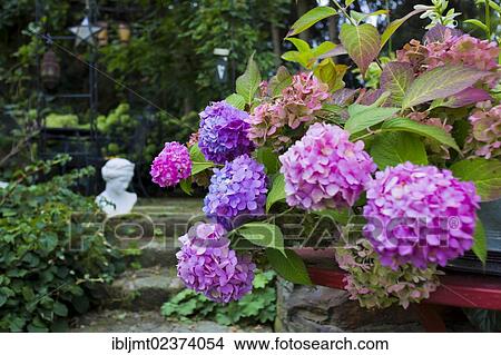 "Garden hydrangea, Mophead hydrangea (Hydrangea macrophylla) in a romantic garden" View Large Photo Image Picture - "Garden hydrangea, Mophead hydrangea (Hydrangea macrophylla) in a romantic garden". Fotosearch