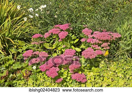 "Garden, Kylemore Abbey, Connemara, County Galway, Ireland, Europe" View Large Photo Image Stock Image - "Garden, Kylemore Abbey, Connemara, County Galway, Ireland, Europe". Fotosearch