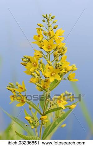 "Garden Loosestrife, Yellow Loosestrife or Garden Yellow Loosestrife (Lysimachia vulgaris), North Rhine-Westphalia, Germany, Europe" View Large Photo Image Stock Image - "Garden Loosestrife, Yellow Loosestrife or Garden Yellow Loosestrife (Lysimachia vulgaris), North Rhine-Westphalia, Germany, Europe". Fotosearch