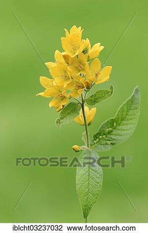 Stock Image - "Garden Loosestrife, Yellow Loosestrife or Garden Yellow Loosestrife (Lysimachia vulgaris), North Rhine-Westphalia, Germany, Europe". Fotosearch