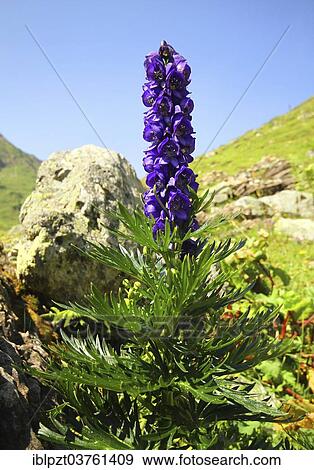 "Garden Monkshood or Venus' Chariot (Aconitum napellus), inflorescence, Tyrol, Austria, Europe" View Large Photo Image Stock Photo - "Garden Monkshood or Venus' Chariot (Aconitum napellus), inflorescence, Tyrol, Austria, Europe". Fotosearch