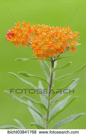 Stock Photo - "Garden Montbretia (Crocosmia x crocosmiiflora), George Davidson variety, Germany, Europe". Fotosearch