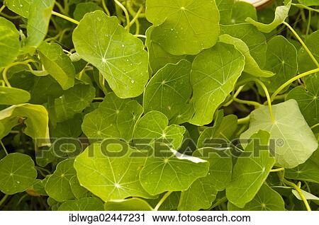 "Garden Nasturtium, Indian Cress or Monks Cress(Tropaeolum majus)" View Large Photo Image Stock Image - "Garden Nasturtium, Indian Cress or Monks Cress(Tropaeolum majus)". Fotosearch