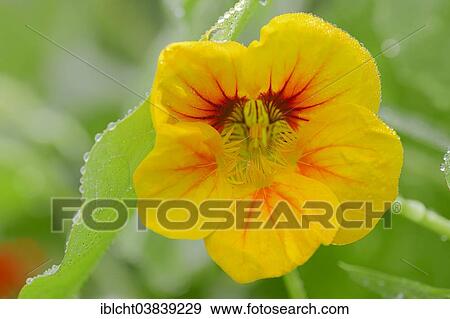 "Garden Nasturtium (Tropaeolum majus), blossom, Germany, Europe" View Large Photo Image Stock Photo - "Garden Nasturtium (Tropaeolum majus), blossom, Germany, Europe". Fotosearch