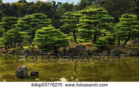 "Garden of the Tenryu-ji Temple or Tenryu Shiseizen-ji, UNESCO World Heritage, Kyoto, Japan, Asia" View Large Photo Image Stock Image - "Garden of the Tenryu-ji Temple or Tenryu Shiseizen-ji, UNESCO World Heritage, Kyoto, Japan, Asia". Fotosearch