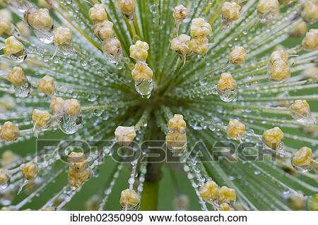 "Garden Onion (Allium sp. ), Schwaz, Tyrol, Austria, Europe" View Large Photo Image Stock Photo - "Garden Onion (Allium sp. ), Schwaz, Tyrol, Austria, Europe". Fotosearch