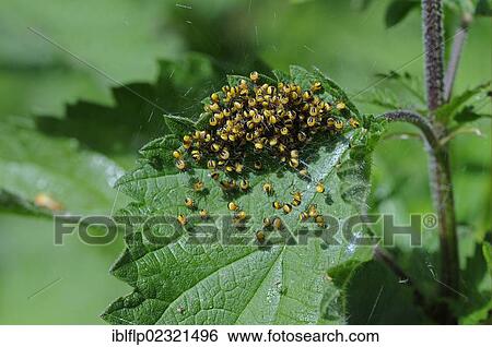 "Garden Orb Spider (Araneus diadematus), babies, newly hatched mass in web on nettle, Kent, England, United Kingdom, Europe" View Large Photo Image Stock Photograph - "Garden Orb Spider (Araneus diadematus), babies, newly hatched mass in web on nettle, Kent, England, United Kingdom, Europe". Fotosearch