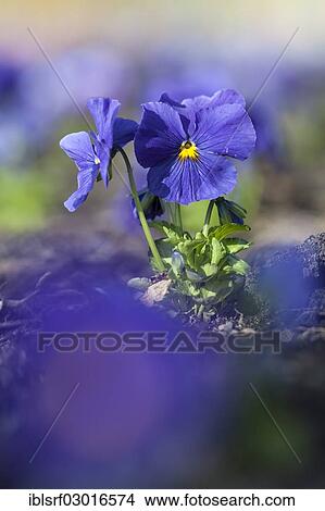 "Garden Pansy (Viola wittrockiana), Kassel, Kassel, Hesse, Germany, Europe" View Large Photo Image Picture - "Garden Pansy (Viola wittrockiana), Kassel, Kassel, Hesse, Germany, Europe". Fotosearch