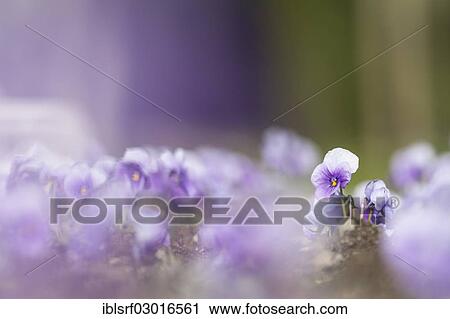 Stock Image - "Garden Pansy (Viola wittrockiana), Kassel, Kassel, Hesse, Germany, Europe". Fotosearch