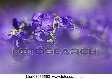 "Garden Pansy (Viola wittrockiana), Kassel, Kassel, Hesse, Germany, Europe" View Large Photo Image Stock Image - "Garden Pansy (Viola wittrockiana), Kassel, Kassel, Hesse, Germany, Europe". Fotosearch