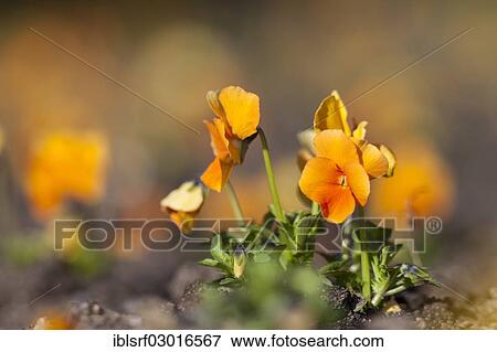 "Garden Pansy (Viola wittrockiana), Kassel, Kassel, Hesse, Germany, Europe" View Large Photo Image Stock Photo - "Garden Pansy (Viola wittrockiana), Kassel, Kassel, Hesse, Germany, Europe". Fotosearch