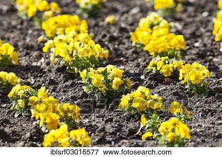 "Garden Pansy (Viola wittrockiana), Kassel, Kassel, Hesse, Germany, Europe" View Large Photo Image Stock Photo - "Garden Pansy (Viola wittrockiana), Kassel, Kassel, Hesse, Germany, Europe". Fotosearch