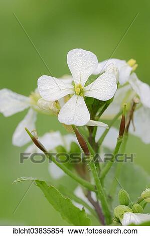 "Garden Radish (Raphanus sativus), flowers, North Rhine-Westphalia, Germany, Europe" View Large Photo Image Picture - "Garden Radish (Raphanus sativus), flowers, North Rhine-Westphalia, Germany, Europe". Fotosearch