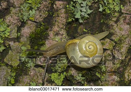 "Garden Snail (Cepea hortensis), Austria, Europe" View Large Photo Image Stock Image - "Garden Snail (Cepea hortensis), Austria, Europe". Fotosearch
