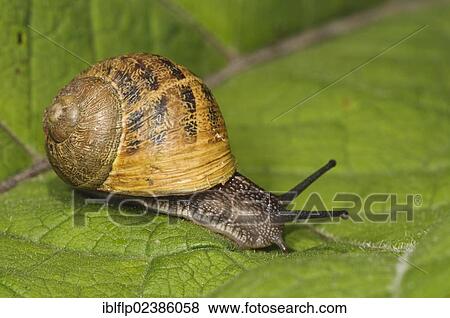 "Garden Snail (Helix aspersa), crawling on leaf, Goring-on-Thames, Oxfordshire, England, United Kingdom, Europe" View Large Photo Image Stock Photo - "Garden Snail (Helix aspersa), crawling on leaf, Goring-on-Thames, Oxfordshire, England, United Kingdom, Europe". Fotosearch