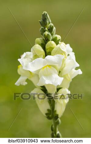 "Garden Snapdragon or Common Snapdragon (Antirrhinum majus), Hesse, Germany, Europe" View Large Photo Image Stock Image - "Garden Snapdragon or Common Snapdragon (Antirrhinum majus), Hesse, Germany, Europe". Fotosearch