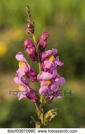"Garden Snapdragon or Common Snapdragon (Antirrhinum majus), Hesse, Germany, Europe" View Large Photo Image Stock Image - "Garden Snapdragon or Common Snapdragon (Antirrhinum majus), Hesse, Germany, Europe". Fotosearch